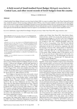 A field record of Small-toothed Ferret Badger Melogale moschata in