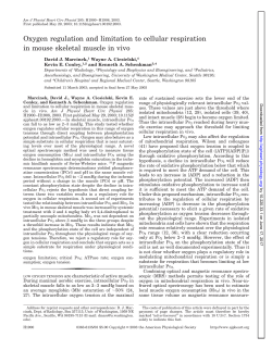 Oxygen regulation and limitation to cellular respiration in mouse