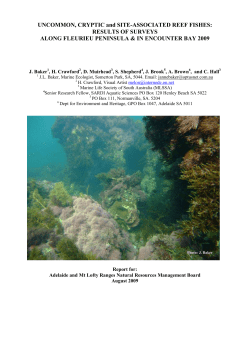 Fleurieu and Encounter Bay uncommon reef fishes survey report 2009