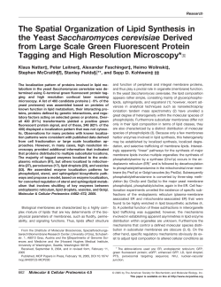 The Spatial Organization of Lipid Synthesis in the Yeast