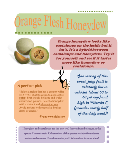 Orange Flesh Honeydew