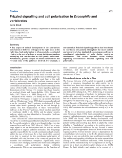 Frizzled signalling and cell polarisation in Drosophila and vertebrates