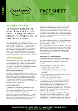 Abortion in ewes - Beef + Lamb New Zealand