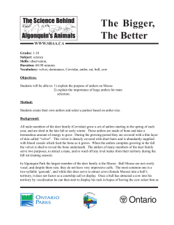 The Bigger, The Better - The Science Behind Algonquin`s Animals