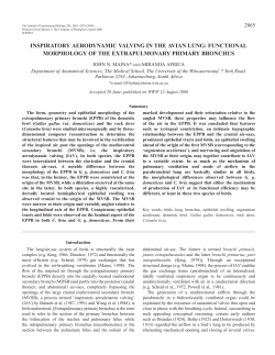 Extrapulmonary primary bronchus of the avian lung