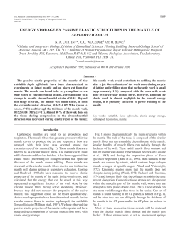 Energy storage in the mantle of Sepia officinalis