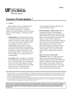 Common Florida Spiders - UF/IFAS Extension Polk County