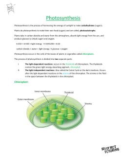 Photosynthesis - Study Hut Tutoring