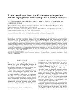 A new cycad stem from the Cretaceous in - Naturalis