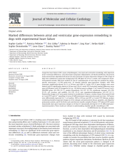 Marked differences between atrial and ventricular