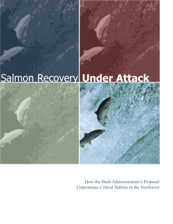 Salmon RecoveryUnder Attack - National Wildlife Federation