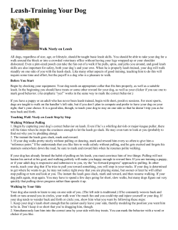 Leash-Training Your Dog