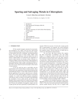 Sparing and Salvaging Metals in Chloroplasts