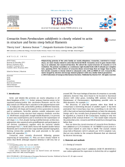 Crenactin from Pyrobaculum calidifontis is closely related