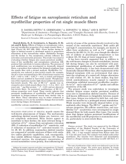 Effects of fatigue on sarcoplasmic reticulum and myofibrillar