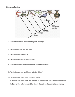 Cladogram Practice