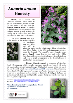 Lunaria annua Honesty