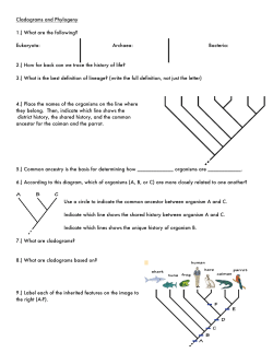 Cladograms and Phylogeny 1.) What are the following? Eukaryota