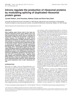 Introns regulate the production of ribosomal proteins by modulating