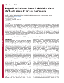 Tangled localization at the cortical division site of plant cells occurs
