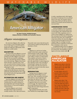 American Alligator