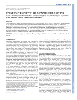 Evolutionary plasticity of segmentation clock networks