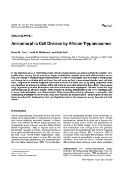 Anisomorphic Cell Division by African Trypanosomes