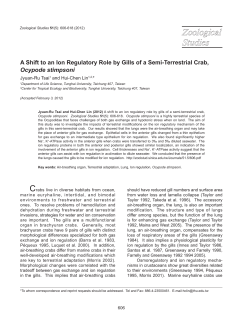 A Shift to an Ion Regulatory Role by Gills of a Semi