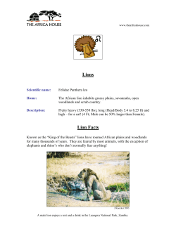 Lions - The Africa House