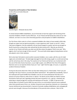 Perspectives and Perceptions of New Rehabbers