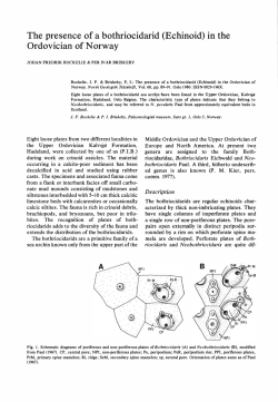 The presence of a bothriocidarid (Echinoid) in the Ordovician of
