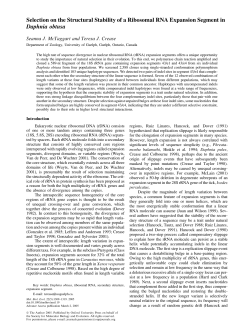 Selection on the structural stability of a ribosomal RNA
