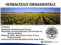 Herbaceous Ornamentals