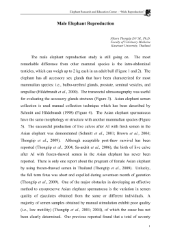 Male Elephant Reproduction