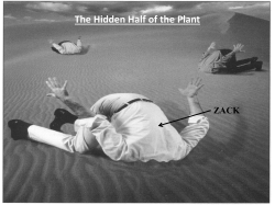 The Hidden Half of the Plant