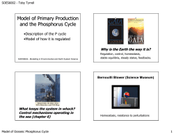 Model of Primary Production and the Phosphorus Cycle