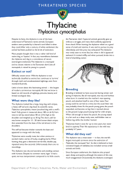 Thylacine (Tasmanian Tiger) - Tasmania Parks and Wildlife Service