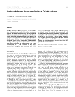 Nuclear rotation and lineage specification in Pelvetia