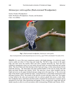 Melanerpes rubricapillus (Red