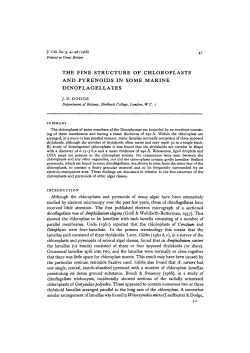 the fine structure of chloroplasts and pyrenoids in some marine