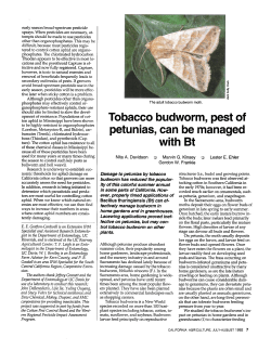 Tobacco budworm, pest of petunias, can be managed
