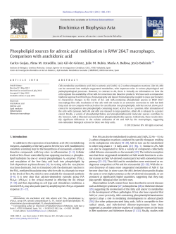 Phospholipid sources for adrenic acid mobilization in RAW 264.7