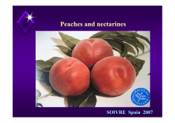 Peaches and nectarines