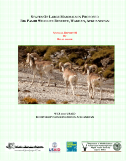 status of large mammals in proposed big pamir wildlife reserve