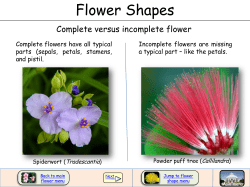 Flower shapes