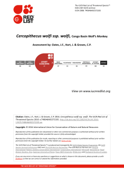 Cercopithecus wolfi ssp. wolfi, Congo Basin Wolf`s Monkey