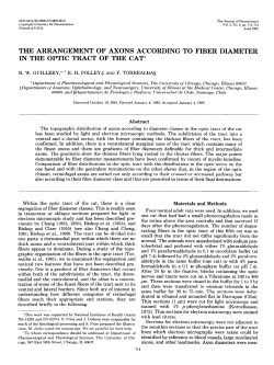 the arrangement of axons according to fiber diameter in the optic