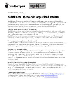 Kodiak Bear - the world`s largest land predator
