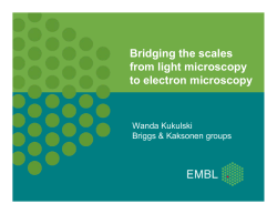 Bridging the scales from light microscopy to electron