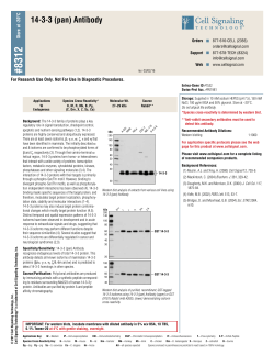 14-3-3 (pan) Antibody - Cell Signaling Technology